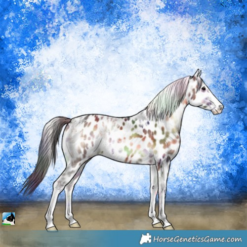 Horse Color:Nacre Brown Ice Onyx Sabino Appaloosa 