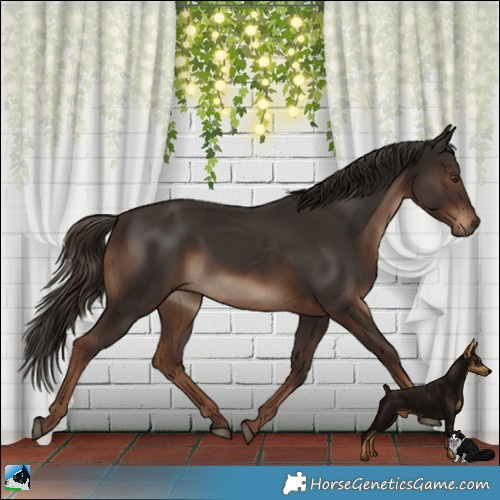 Horse Color:Liver Chestnut Rabicano 