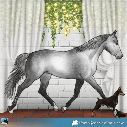 Horse Color:Gray Liver Chestnut Rabicano 