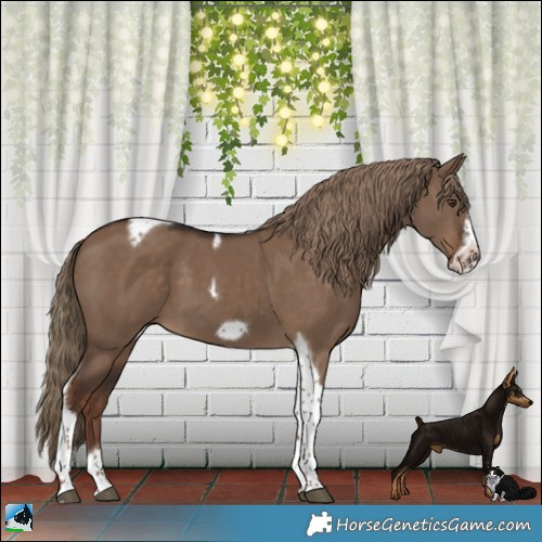 Horse Color:Liver Red Dun Tobiano Frame 