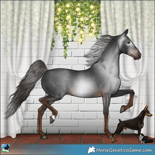 Horse Color:Gray Liver Chestnut Rabicano