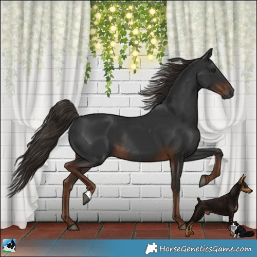 Horse Color:Gray Liver Chestnut Rabicano