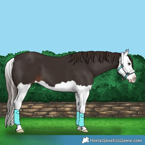 Horse Color:Liver Chestnut Splash