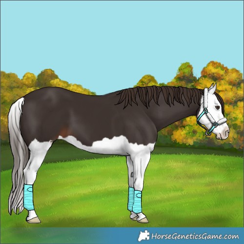 Horse Color:Liver Chestnut Splash 