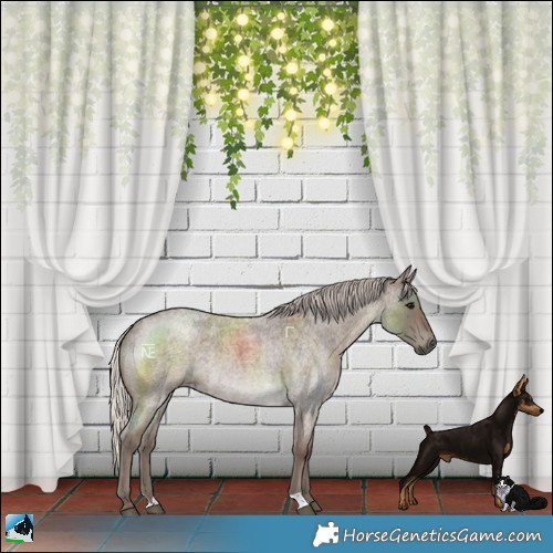 Horse Color:Silver Blue Roan 