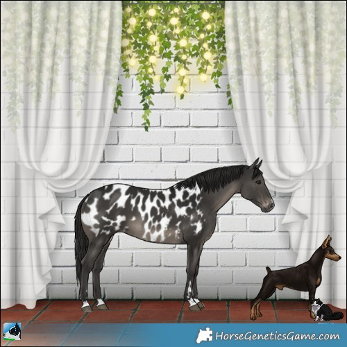 Horse Color:Gray Smoky Black Appaloosa