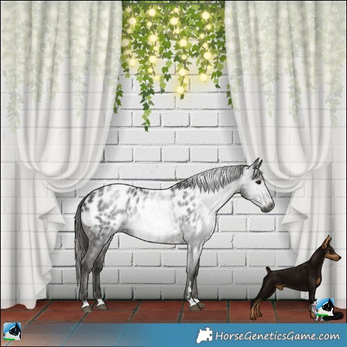 Horse Color:Gray Smoky Black Near Leopard