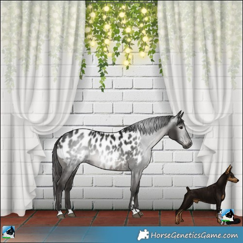 Horse Color:Gray Smoky Black Appaloosa