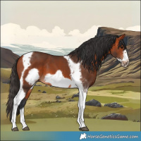 Horse Color:Bay Tobiano Frame 