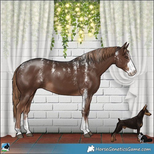 Horse Color:Powder White Liver Chestnut Sabino