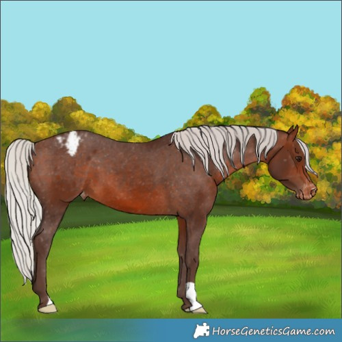 Horse Color:Silver Bay Appaloosa 