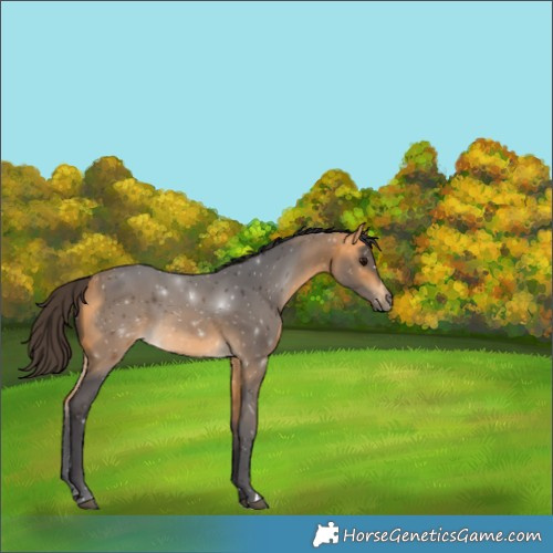 Horse Color:Buckskin 
