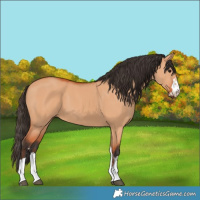 Horse Color:Bay Dun 