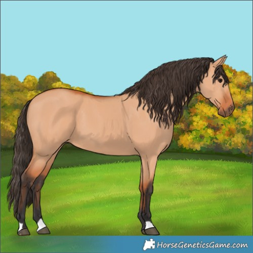 Horse Color:Bay Dun 