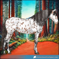 Horse Color:Bay Near Leopard  and Bay Near Leopard 