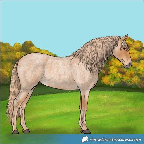 Horse Color:Red Roan 