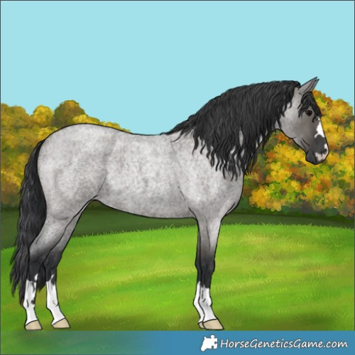 Horse Color:Grullo Roan 