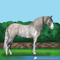Horse Color:Blue Roan Sabino Splash and Silver Blue Roan Sabino Splash