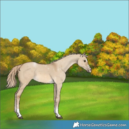 Horse Color:Chocolate Palomino Dun