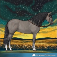 Horse Color:Grullo Sabino Rabicano 