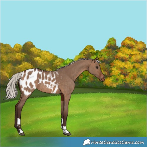Horse Color:Silver Brown Dun Tobiano Blanket 