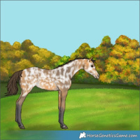 Horse Color:Buckskin Ice 