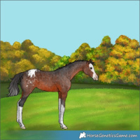 Horse Color:Brown Splash Appaloosa 