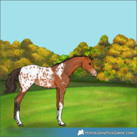 Horse Color:Bay Tobiano Blanket