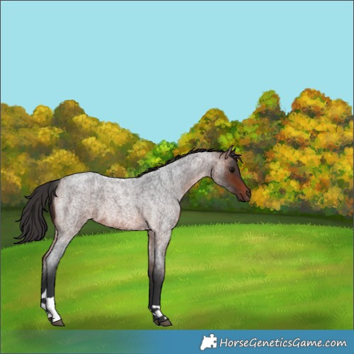 Horse Color:Bay Roan Tobiano 