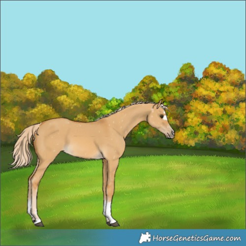 Horse Color:Palomino Dun 