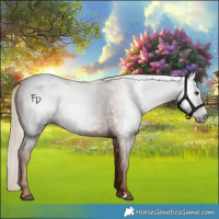 Horse Color:Gray Chestnut 