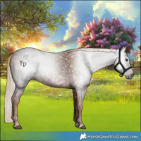 Horse Color:Gray Chestnut 