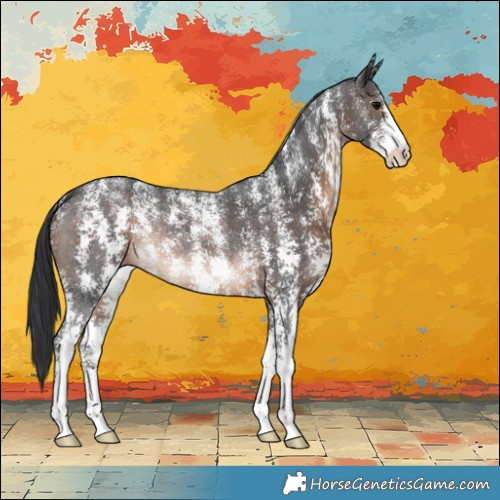 Horse Color:Powder White Brown Sabino Rabicano 