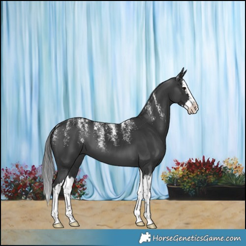 Horse Color:Powder White Black Splash 