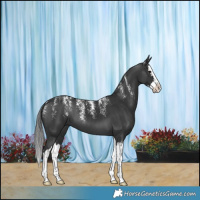 Horse Color:Powder White Black Splash 