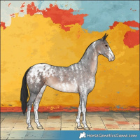 Horse Color:Powder White Brown Sabino Appaloosa 