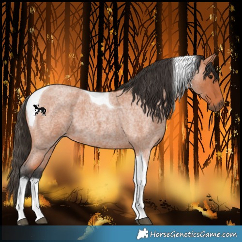 Horse Color:Bay Roan Tobiano 