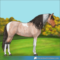 Horse Color:Bay Roan Tobiano 