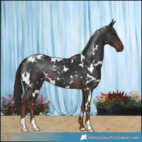 Horse Color:White Spotted Liver Chestnut 