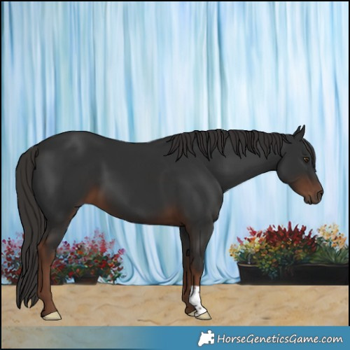 Horse Color:Liver Chestnut 
