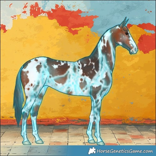 Horse Color:Thunderstruck White Spotted Bay 