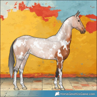 Horse Color:White Spotted Bay 