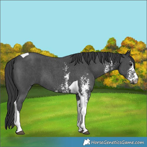 Horse Color:Black Sabino Tobiano 