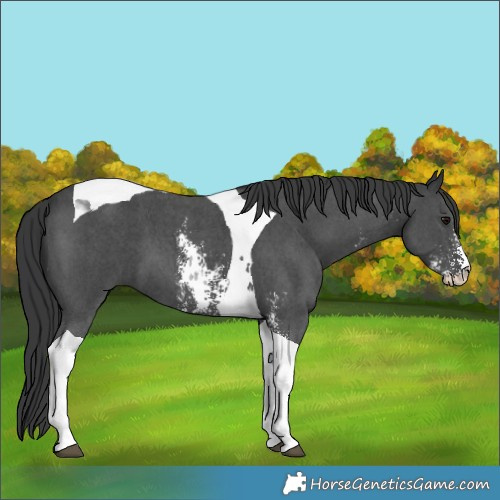 Horse Color:Black Sabino Tobiano 