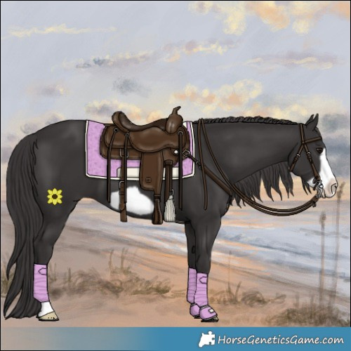 Horse Color:Smoky Black Frame 