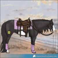 Horse Color:Smoky Black Frame 