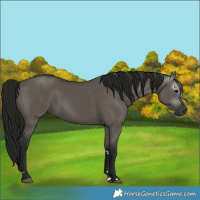 Horse Color:Unknown 