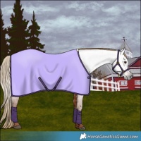 Horse Color:Gray Chestnut 