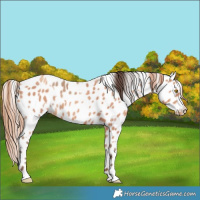 Horse Color:Amber Champagne Appaloosa and Gold Champagne Appaloosa