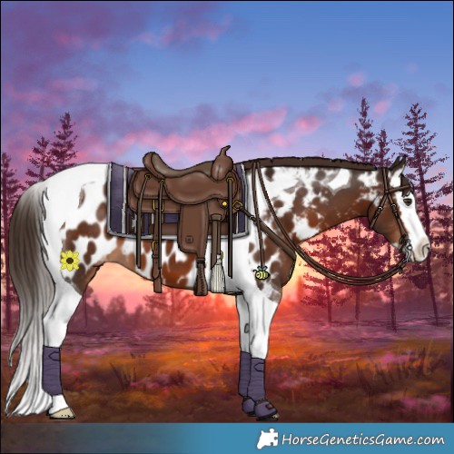 Horse Color:Liver Chestnut Splash Tobiano Near Leopard 